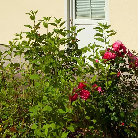 Sonnenhus - Ruegen *